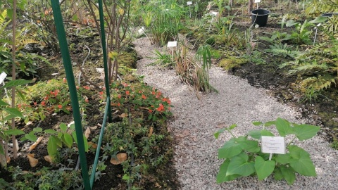 Ogród botaniczny Krajowego Centrum Roślinnych Zasobów Genowych w bydgoskim Myślęcinku/fot. mg