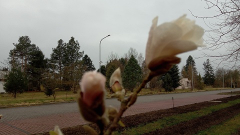 Ogród botaniczny Krajowego Centrum Roślinnych Zasobów Genowych w bydgoskim Myślęcinku/fot. Jarosław Mikietyński
