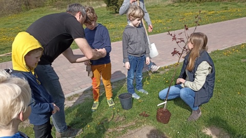 16 jabłonek „Royalty" i 3 buki „Purple tricolor" już posadzone! Będą cieszyć oko w Myślęcinku, przy ul. Konnej, w pobliżu Ogrodu Botanicznego. /fot. Jolanta Fischer