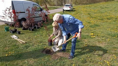 16 jabłonek „Royalty" i 3 buki „Purple tricolor" już posadzone! Będą cieszyć oko w Myślęcinku, przy ul. Konnej, w pobliżu Ogrodu Botanicznego. /fot. Jolanta Fischer