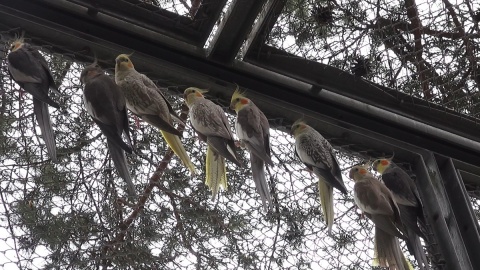 Papugi w myślęcińskim Ogrodzie Zoologicznym/fot. jw