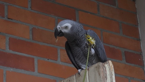 Papugi w myślęcińskim Ogrodzie Zoologicznym/fot. jw