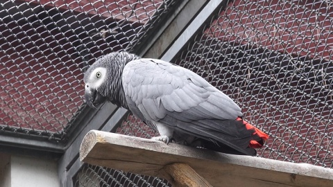 Papugi w myślęcińskim Ogrodzie Zoologicznym/fot. jw