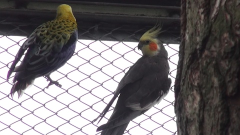 Papugi w myślęcińskim Ogrodzie Zoologicznym/fot. jw