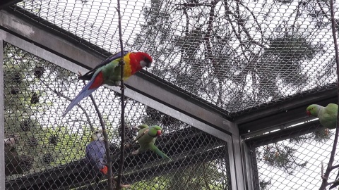 Papugi w myślęcińskim Ogrodzie Zoologicznym/fot. jw