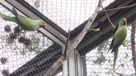 Papugi w myślęcińskim Ogrodzie Zoologicznym/fot. jw