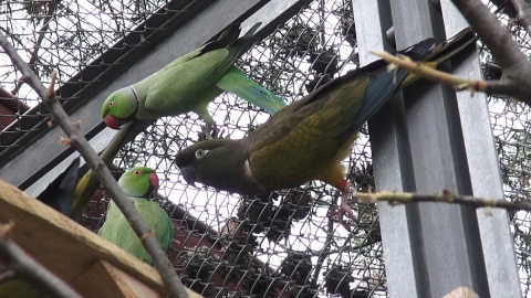 Papugi w myślęcińskim Ogrodzie Zoologicznym/fot. jw