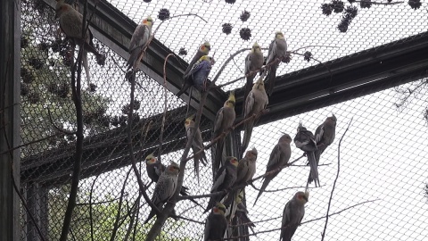 Papugi w myślęcińskim Ogrodzie Zoologicznym/fot. jw