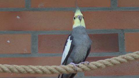 Papugi w myślęcińskim Ogrodzie Zoologicznym/fot. jw