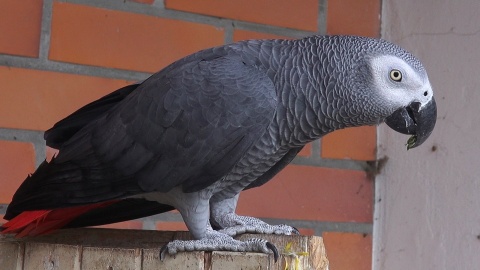 Papugi w myślęcińskim Ogrodzie Zoologicznym/fot. jw