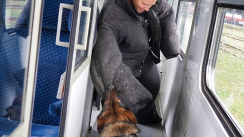Dzięki uprzejmości PESA Bydgoszcz policjanci wraz z psami ćwiczyli wyszukiwanie zapachów materiałów wybuchowych i narkotyków w wagonach pociągów oraz innych pomieszczeniach./fot. Policja