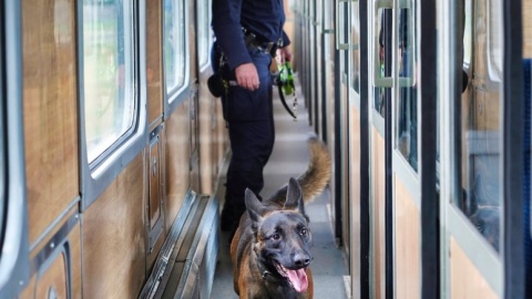 Dzięki uprzejmości PESA Bydgoszcz policjanci wraz z psami ćwiczyli wyszukiwanie zapachów materiałów wybuchowych i narkotyków w wagonach pociągów oraz innych pomieszczeniach./fot. Policja