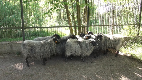 Postrzyżyny owiec w ZOO w Myślęcinku. Fot. Janusz Wiertel