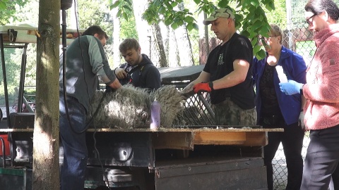 Postrzyżyny owiec w ZOO w Myślęcinku. Fot. Janusz Wiertel