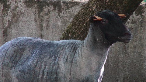 Postrzyżyny owiec w ZOO w Myślęcinku. Fot. Janusz Wiertel