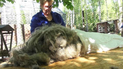 Postrzyżyny owiec w ZOO w Myślęcinku. Fot. Janusz Wiertel