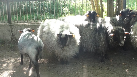 Postrzyżyny owiec w ZOO w Myślęcinku. Fot. Janusz Wiertel