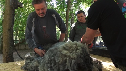 Postrzyżyny owiec w ZOO w Myślęcinku. Fot. Janusz Wiertel