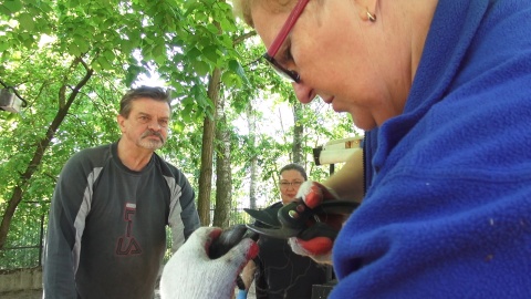 Postrzyżyny owiec w ZOO w Myślęcinku. Fot. Janusz Wiertel