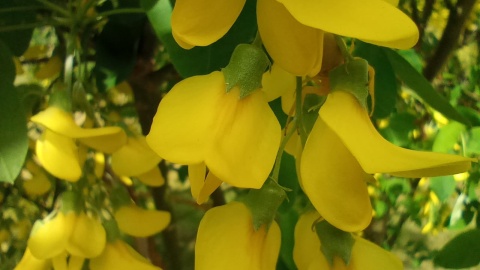 Ogród botaniczny Krajowego Centrum Roślinnych Zasobów Genowych w bydgoskim Myślęcinku/fot. Jarosław Mikietyński