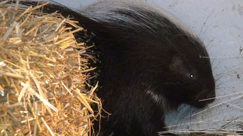 Jeżozwierze są nowymi mieszkańcami myślęcińskiego ZOO. Fot. Janusz Wiertel