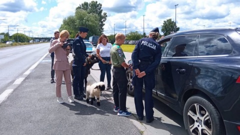 „Nie bądź baran na drodze" – pod takim hasłem Wydział Prewencji bydgoskiej komendy zorganizował akcję poświęconą bezpieczeństwu w ruchu drogowym./fot. Policja