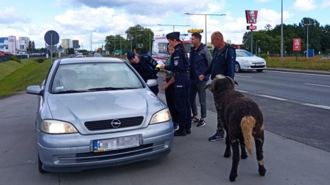 „Nie bądź baran na drodze" – pod takim hasłem Wydział Prewencji bydgoskiej komendy zorganizował akcję poświęconą bezpieczeństwu w ruchu drogowym./fot. Policja