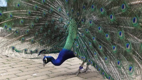 Paw w ZOO w Myślęcinku. Fot. Janusz Wiertel