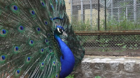 Paw w ZOO w Myślęcinku. Fot. Janusz Wiertel