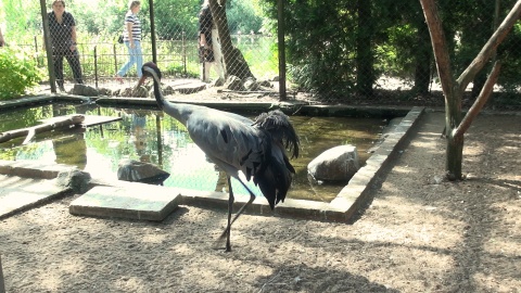 Ptaki z Ogrodu Zoologicznego w Myślęcinku./fot. Janusz Wiertel