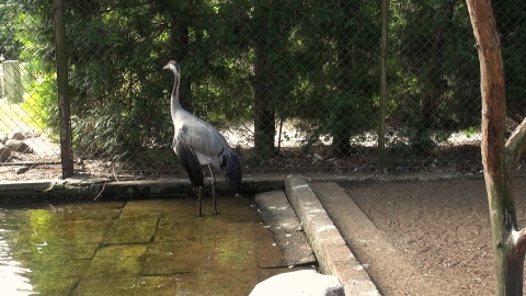 Ptaki z Ogrodu Zoologicznego w Myślęcinku./fot. Janusz Wiertel