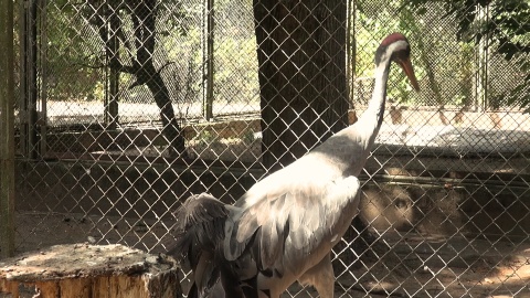 Ptaki z Ogrodu Zoologicznego w Myślęcinku./fot. Janusz Wiertel