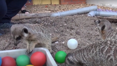 Rodzina surykatek z bydgoskiego zoo./fot. zrzut ekranu