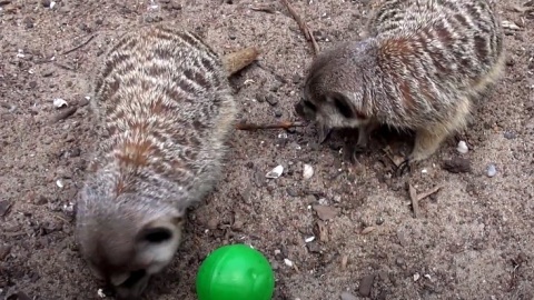 Rodzina surykatek z bydgoskiego zoo./fot. zrzut ekranu