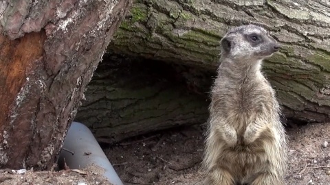 Rodzina surykatek z bydgoskiego zoo./fot. zrzut ekranu