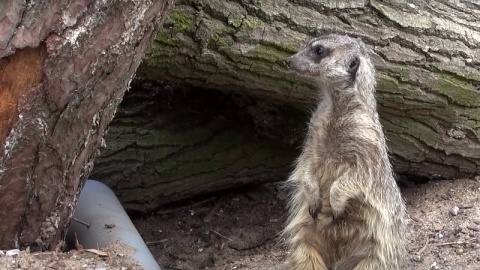 Rodzina surykatek z bydgoskiego zoo./fot. zrzut ekranu