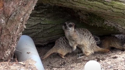 Rodzina surykatek z bydgoskiego zoo./fot. zrzut ekranu