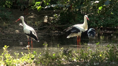 Ptaki nad stawem w myślęcińskim zoo./fot. JW