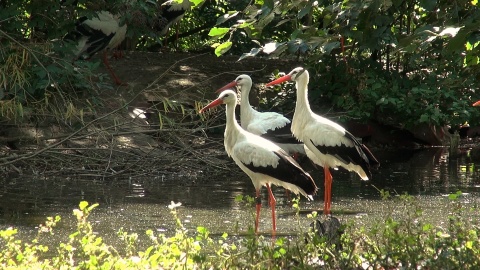 Ptaki nad stawem w myślęcińskim zoo./fot. JW