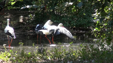 Ptaki nad stawem w myślęcińskim zoo./fot. JW