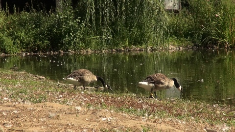 Ptaki nad stawem w myślęcińskim zoo./fot. JW