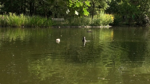 Ptaki nad stawem w myślęcińskim zoo./fot. JW