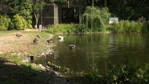 Ptaki nad stawem w myślęcińskim zoo./fot. JW