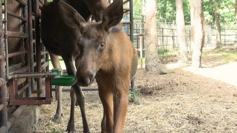 Mały łoś w bydgoskim zoo/fot. jw