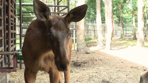 Mały łoś w bydgoskim zoo/fot. jw