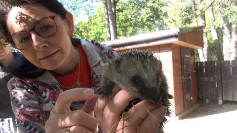 Jeże z ogrodu zoologicznego w Myślęcinku./fot. Janusz Wiertel