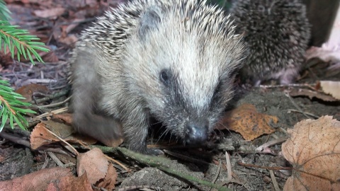 Jeże z ogrodu zoologicznego w Myślęcinku./fot. Janusz Wiertel