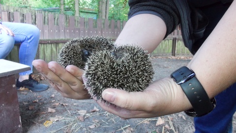 Jeże z ogrodu zoologicznego w Myślęcinku./fot. Janusz Wiertel