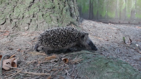 Jeże z ogrodu zoologicznego w Myślęcinku./fot. Janusz Wiertel