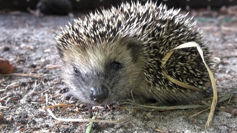 Jeże z ogrodu zoologicznego w Myślęcinku./fot. Janusz Wiertel